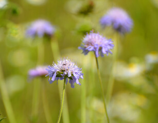 Obraz premium In nature, Knautia arvensis grows among grasses