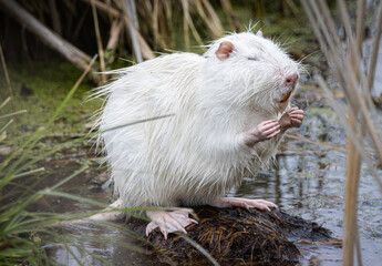 White young nutria (Myocastor coypus) with closed eyes. White nutria is washing and standing on...