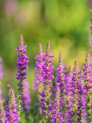 Obraz premium Summer Flowering Purple Loosestrife, Lythrum tomentosum on a green blured background.