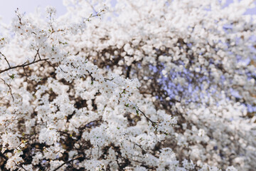 White beautiful flowers in the tree blooming in the early spring. Flowers of the cherry blossoms on a spring day, floral background