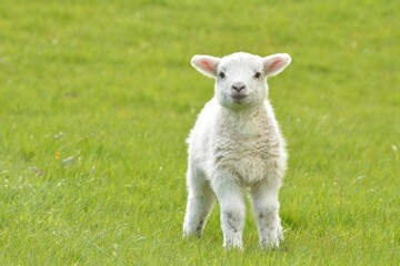 Naklejka na ściany i meble lamb in the grass