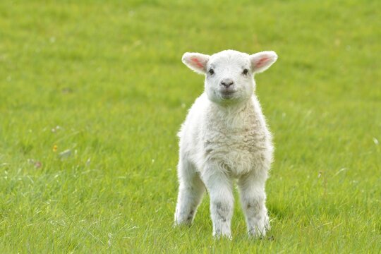 lamb in the grass