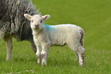 Naklejka na ściany i meble lamb in the field