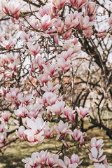 Beautiful Magnolia tree blossom in springtime. tender pink flowers bathing in sunlight. warm april...