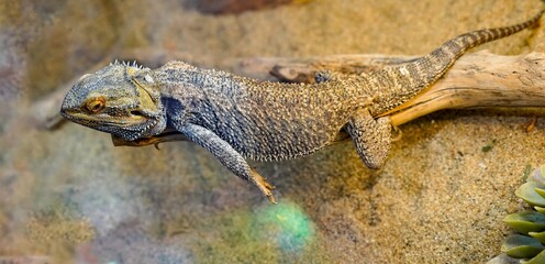 Central Bearded Dragon – Pogona vitticeps