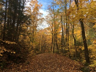 Fototapeta premium Automne