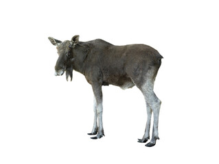 moose portrait isolated on white background