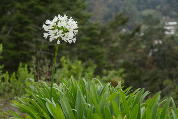 Agapango en la Sierra Norte de Oaxaca.