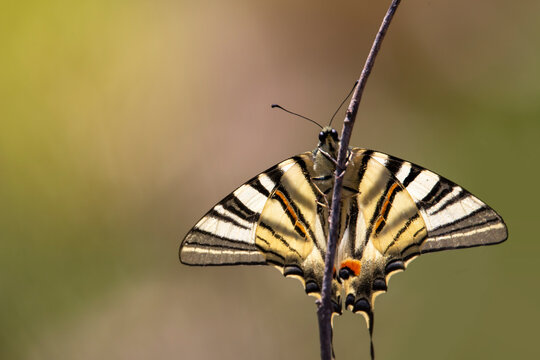 A scarce swallowtail resting on a branch of tree before start looking for flowers nectar. Iphiclides podalirius.