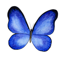 Blue Morpho butterfly on a white background. Watercolor illustration for logo, design and greeting card.
