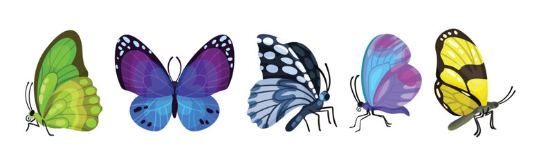 Fluttering Tropical Butterfly with Brightly Coloured Wings Vector Set