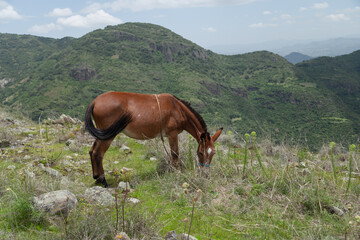 Fototapeta na wymiar Caballo comiendo en el paisaje