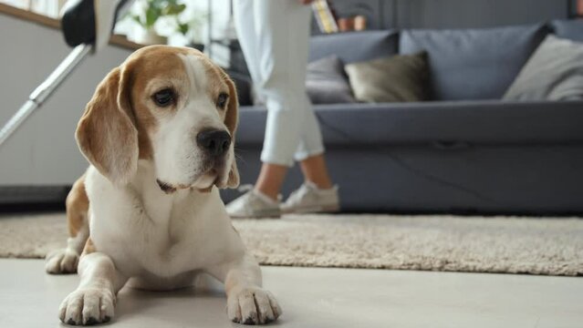 Front medium full shot of brown and white Beagle dog lying on carpet in living room, woman vacuming carpet in background, dog turning its head slightly. Sofa in background, daytime