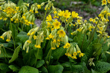 In spring, primrose (Primula veris) blooms in nature.