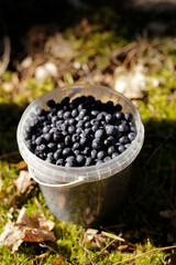 A bucket full of bilberries on the grass.