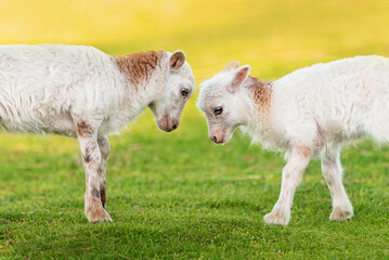 Obraz premium Two funny baby sheeps playing together. Farm animals. 