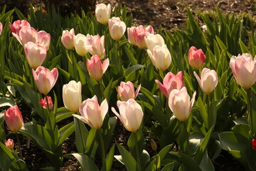pink tulips in the garden, Kew Gardens, UK
