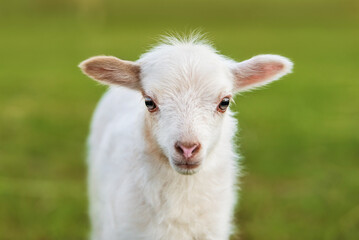Fototapeta premium Little sheep baby in summer. Farm animals. 