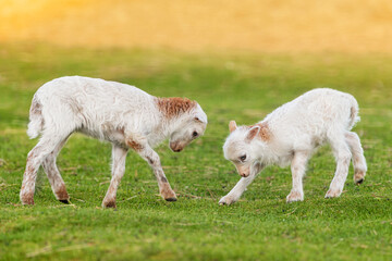 Obraz premium Two funny baby sheeps playing together. Farm animals. 