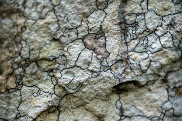 Texture of stone in the middle of jungle of Colombia