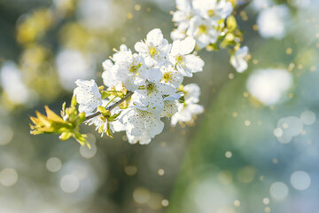Beautiful cherry blossom background against sunlight with sun flare and bokeh. Beautiful blurred spring background.