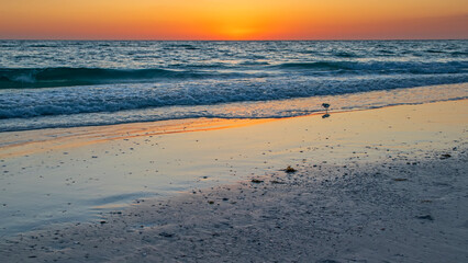 sunset on the beach with lone bird with incoming tide.