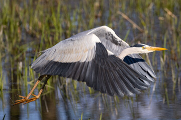 heron in flight