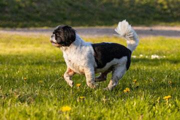 Fototapeta premium A cute shih Tzu dog runs on the grass