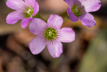close up of a pink flower