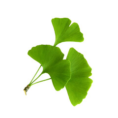 Twig with ginkgo biloba leaves isolated on a transparent background. Green, fresh leaves of...