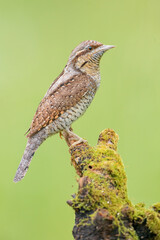 Eurasian Wryneck