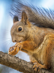 Obraz premium The squirrel with nut sits on tree in the autumn. Eurasian red squirrel, Sciurus vulgaris.