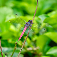 Beautiful Pink-Tailed Dragonfly in a Tea Plantation