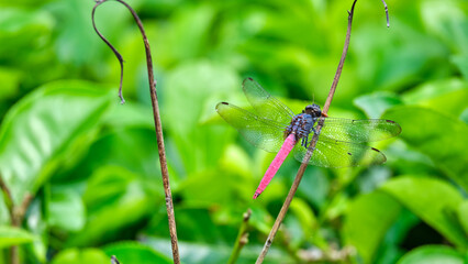 Beautiful Pink-Tailed Dragonfly in a Tea Plantation