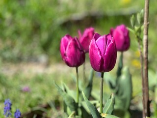 Tulip in the garden 