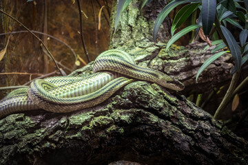 Four lined snake lying on the tree stump in the foliage