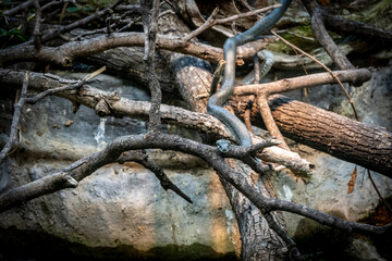 European grass snake or ringed snake, Natrix natrix hanging from the tree branch