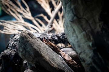 Horned viper snake lying curled on the stone