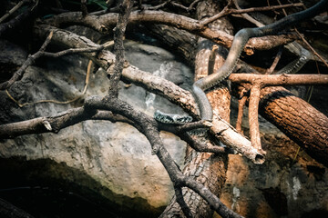 European grass snake or ringed snake, Natrix natrix hanging from the tree branch