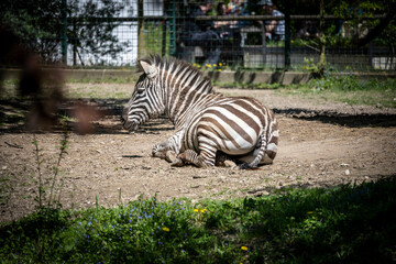 Fototapeta na wymiar Zebra horse lying on the floor