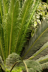 Thickets of tropical greenery and large leaves of sago palm. Blurred foreground. Full frame
