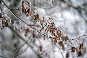 Snow on tree branches. Frost on tree branches. Nature weather closeup. Winter background.