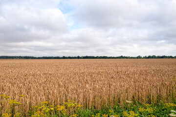 Agricultural landscape in the summer time
