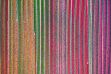 Arial view of colorful tulip field. High quality photo - 596463630