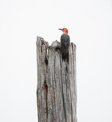 woodpecker on a tree trunk white background color red 