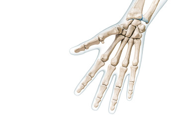 Right hand and finger bones palmar view with body contours 3D rendering illustration isolated on white with copy space. Human skeleton or skeletal system anatomy, medical diagram, osteology concepts.