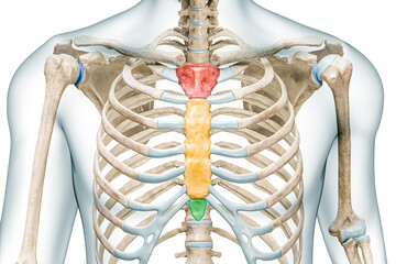 Manubrium, body and xiphoid process bones of the sternum in colors 3D rendering illustration isolated on white with copy space. Human skeleton and thorax or rib cage anatomy, medical diagram concepts.