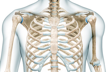 Sternum bones close-up with body 3D rendering illustration isolated on white with copy space. Human skeleton and thorax or torso anatomy, medical diagram, osteology, skeletal system concepts.