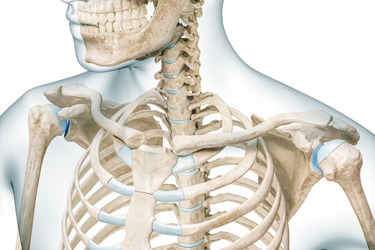 Clavicle bone or collarbone with body contours 3D rendering illustration isolated on white with copy space. Human skeleton and shoulder anatomy, medical diagram, osteology, skeletal system concepts.