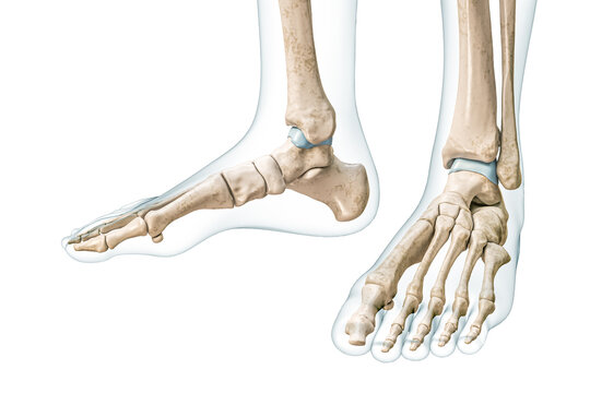 Feet and ankle bones with body contours 3D rendering illustration isolated on white with copy space. Human skeleton and foot anatomy, medical diagram, osteology, skeletal system concepts.